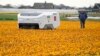 AI Robot Helps Find Sick Tulips in Netherlands