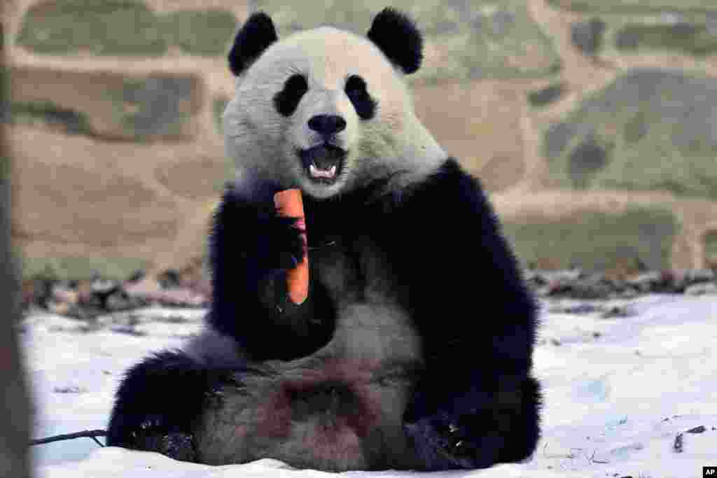 Aunque llegaron en octubre de 2024 a Washington provenientes de China, no fue hasta el 24 de enero fueron presentados al público los pandas gigantes Qing Bao y Bao Li. 