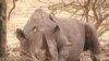 From Elephant to Dung Beetles, A Victory for South African Conservationists
