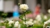 Melania Trump Hosts Official Reopening of White House Rose Garden