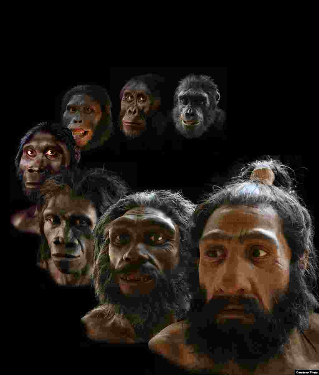 Paleoartist John Gurche’s reconstructions span more than six million years of human evolution. (John Gurche, “Shaping Humanity”)