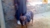 Taliban Captures NATO Dog