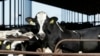FILE - Cows are seen at a dairy in California, Nov. 23, 2016. Genome sequencing of milk from Nevada has identified a different strain of bird flu in dairy cows for the first time, the USDA said Feb. 5, 2025.