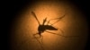 Florida Keys to Use Genetically Modified Mosquitoes to Fight Disease