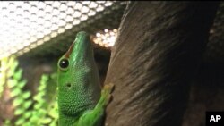 สีสันนิทรรศการตุ๊กแก(Geckos Exhibition)รวบรวมสายพันธุ์ตุ๊กแกจากทั่วโลกมาจัดแสดงที่กรุงวอชิงตัน