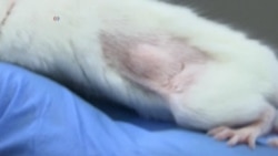 Mice Help Find the Right Chemotherapy Treatment for Cancer Patients