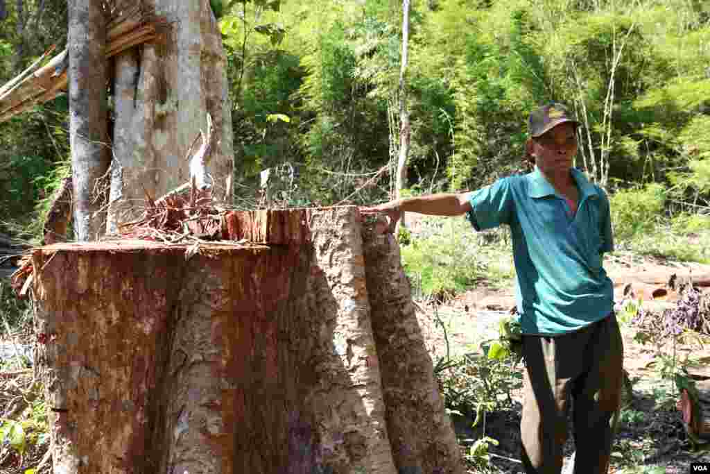 លោក សល់ ហើយ ជាជនជាតិដើមភាគតិចកញ្ជក់ ឈរនៅក្បែរគល់ឈើ ដែលត្រូវបានលួចកាត់នៅក្នុងព្រៃសហគមន៍ នៅក្នុងភូមិកាណាតធំ ស្រុកអណ្តូងមាស ខេត្តរតនគិរី កាលពីថ្ងៃទី២ ខែធ្នូ ឆ្នាំ២០១៥។ លោកបានឲ្យដឹងថា ប្រជាពលរដ្ឋក្នុងសហគមន៍បានព្យាយាមរារាំងក្រុមឈ្មួញយកឈើទាំងនេះចេញពីក្នុងភូមិ។ (នូវ ពៅលក្ខិណា/VOA)