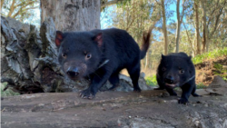 Quiz - Tasmanian Devils Return to Australia Mainland after 3,000 Years