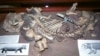 Lystrosaurus on display at the Albany Museum in Grahamstown, South Africa. (Credit: Ken Angielczyk)