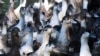 France Begins Operation to Cull Up to 1M Ducks