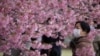Japón cuenta con decenas de lugares para que miles de turistas puedan apreciar la floración de los cerezos.