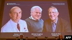 Nobel Committee members Patrik Ernfors (L) and Gunilla Karlsson Hedestam sit in front of a screen displaying the winners of the 2020 Nobel Prize in Physiology or Medicine (L-R) American Harvey Alter, Briton Michael Houghton and American Charles Rice during a press conference at t