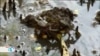 Los guardianes del cangrejo azul, una especie en extinción en El Salvador