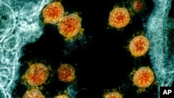 Virus Outbreak-Reinfection