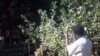 Trees for the Future Planting Seeds Around the World