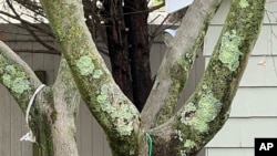 This Jan. 4, 2023, photo provided by Jessica Damiano shows light green masses called lichens growing on a maple tree on Long Island, NY. (Jessica Damiano via AP)