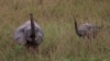 Trade Pacts to Curb Poaching in Africa, US Official Says