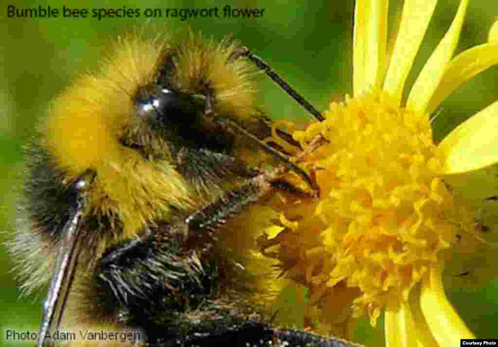 Across the temperate regions of the world, bumble bees are crucial pollinators of wild flowers, transferring pollen and helping to ensure genetically diverse plant populations. (Photo: Adam Vanbergen)