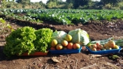 Aumenta a usurpação de terras em Moçambique