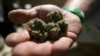 La Californie votera en novembre sur la légalisation de la marijuana
