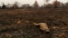 Weather Event May Be Cause of Brazil’s Pantanal Fires