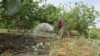 South Sudanese farmer Paul Alim Amuol waters crops on his 4.5-hectare farm in Bor, Jonglei state. Amuol says he needs better technology to boost production and to be able to get his crops to market before they go off.