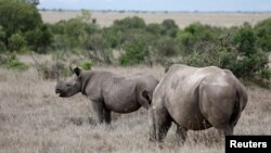 FILE - A black rhino calf, left, and its mother are seen at the Ol Pejeta Conservancy in Laikipia National Park near Nanyuki, Kenya, May 22, 2019. (REUTERS/Baz Ratner)