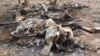 Poachers Kill 28 Forest Elephants in Cameroon