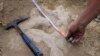 Footprints Show Some Two-Legged Dinosaurs Were Agile