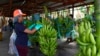 El tráfico de drogas pone en peligro la industria bananera de Ecuador