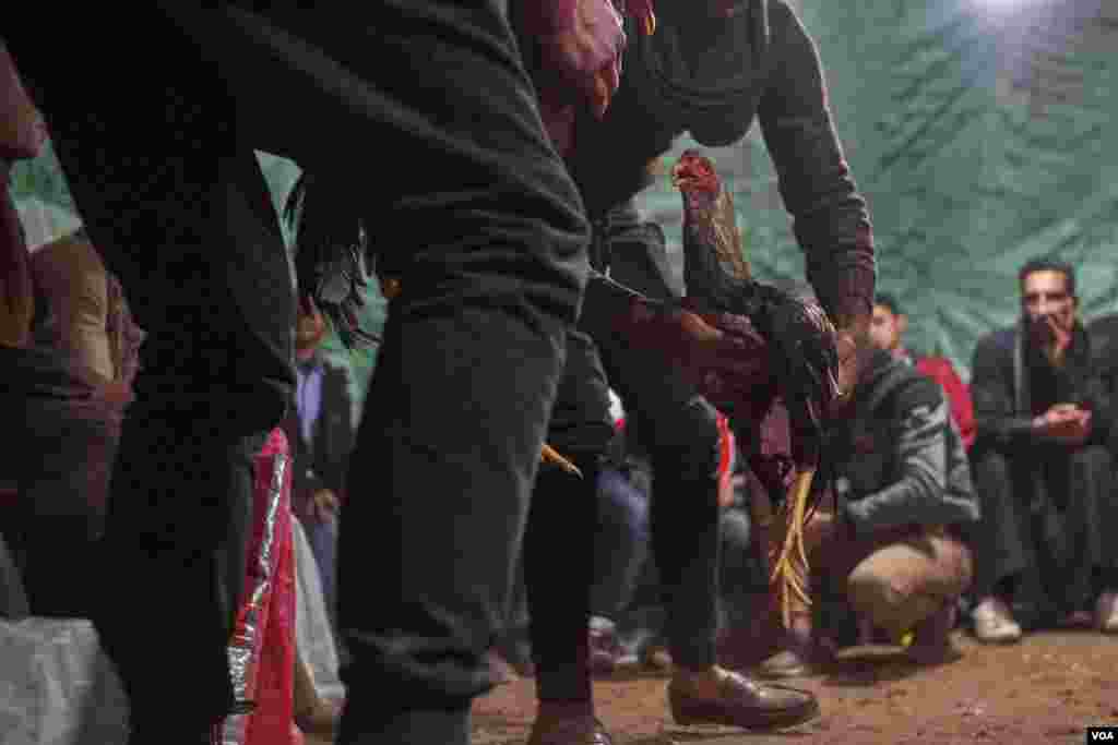 The Indian rooster fight is an old tradition in Egypt with rules to ensure the cocks are of similar weights and appear roughly equal in size. (H. Elrasam/VOA)