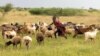 A boy tends goats in Karamoja, Uganda, where traditional animal herding is giving way to agriculture, August 27, 2012. (VOA - H. Heuler)