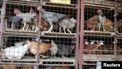 The U.N. Food and Agriculture Organization says besides Zimbabwe, the other countries in the region hit by the avian influenza outbreak are the Democratic Republic of Congo and South Africa.