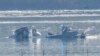 No survivors following plane, helicopter collision near Washington