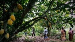  COP-15 à Abidjan: l'accès des femmes à la terre au menu
