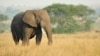 Study: Elephants Distinguish Between Human Languages, Voices