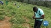 App Helps African Farmers Detect Crop Disease
