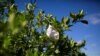 US Waiving Visa Interviews for Some Agricultural Workers  
